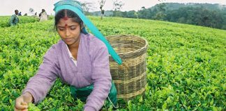 ৯ মাসে ১৭ হাজার কোটি রুপির চা রফতানি শ্রীলংকার