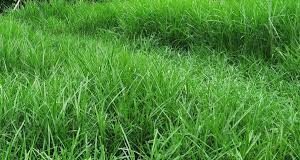 ঘাস চাষ শিখতে বিদেশ সফর, কাল প্রকল্প উঠছে একনেকে