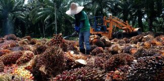 পাম অয়েলের বাজারে সুদিন দেখছে মালয়েশিয়া