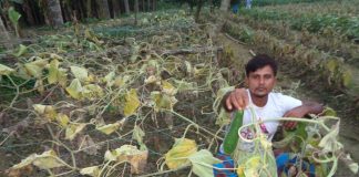 দেড় বিঘা জমির সবজি বিষে নষ্ট করলো দুর্বৃত্ত, হৃদরোগে আক্রান্ত কৃষক