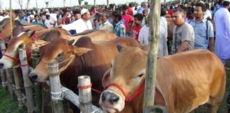 কোরবানি হাটে মাস্ক ছাড়া নয়