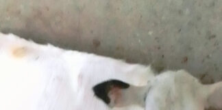 কেশবপুরে ছড়িয়ে পড়েছে গরুর লাম্পি স্কিন ডিজিজ : চিকিৎসায় ভরসা কবিরাজ