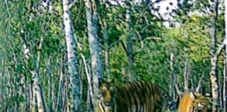 সুন্দরবনে বাগেরহাট অংশে বাঘের সংখ্যা বেশি, ক্যামেরায় ২১টি বাচ্চা বাঘের ছবি