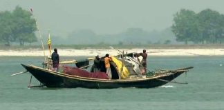 নিষেধাজ্ঞা অমান্য করে পদ্মায় অবাধে চলছে ইলিশ শিকার