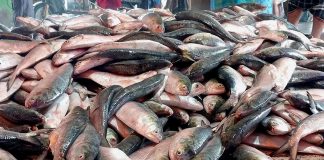 ভরা মৌসুমেও কেজিতে ৪শ টাকা বাড়ল ইলিশের দাম