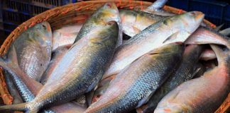 নিষেধাজ্ঞা শেষে স্বাভাবিক হয়নি ইলিশের বাজার, কমতির দিকে সবজির দর