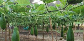 চৌগাছায় বাণিজ্যিকভাবে লাউ চাষ করে আর্থিক লাভবান চাষি