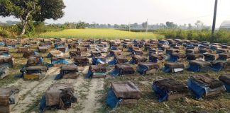 ঝিকরগাছায় সরিষা ক্ষেত থেকে মধু সংগ্রহ শুরু