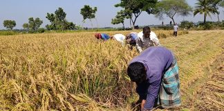সোনালি ধানের সুবাসে ম-ম উঠোন কাঙ্খিত দাম না পেয়ে হতাশ কৃষক