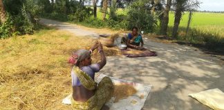 ধানের দানায় বেঁচে থাকার গল্প