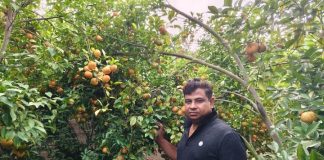 চায়না কমলা চাষে চৌগাছার মিলনের সাফল্য