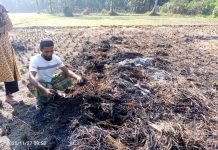 দুর্বৃত্তদের দেওয়া আগুনে পুড়েছে কৃষকের ধান