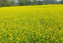 শালিখায় সরিষা ফুলে ছেয়ে গেছে মাঠ