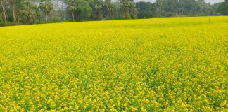 শালিখায় সরিষা ফুলে ছেয়ে গেছে মাঠ