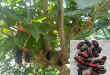 চৌগাছায় নজর কেড়েছে শিল্পপতি রায়হিন উদ্দিনের খামারের মালবেরি বা তুঁত ফল