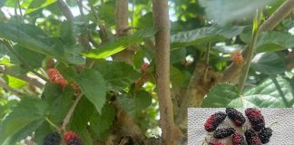 চৌগাছায় নজর কেড়েছে শিল্পপতি রায়হিন উদ্দিনের খামারের মালবেরি বা তুঁত ফল