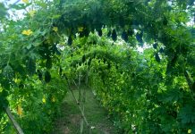 চৌগাছায় আধুনিক পদ্ধতিতে উচ্ছে চাষে লাভবান চাষি ফারুক