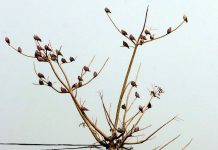 পাখির কলকাকলিতে ঘুম ভাঙে ঝিনাইদহের মানুষের