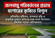 জলবায়ু পরিবর্তনের প্রভাব, কৃষিতে বাড়ছে উদ্বেগ জলবায়ু পরিবর্তনের প্রভাব যশোরের কৃষিতে