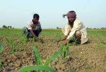 ঝিনাইদহে সাড়ে ৩ কোটি টাকার কৃষিঋণ মওকুফ, কৃষকের ঘরে উৎসব আমেজ