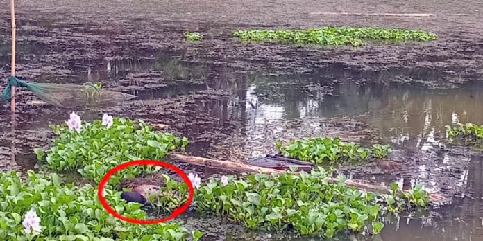 মহেশপুর ইছামতী নদীতে লাশ উদ্ধার