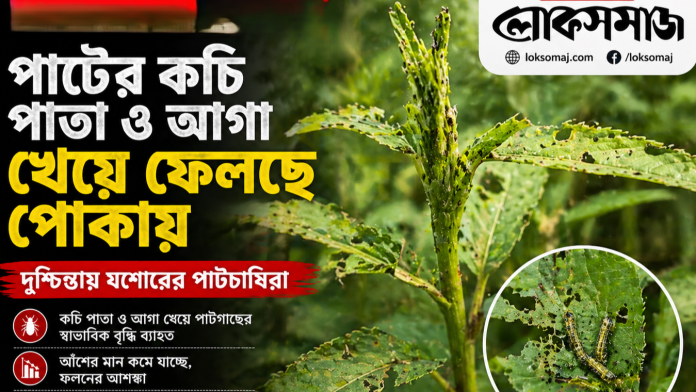 পাটখেতে পোকার আক্রমণ: ঝুঁকিতে ফলন