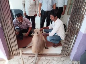 হনুমান চিকিৎসা নিতে পশু হাসপাতালে