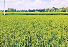 যশোরে সবুজের সমারোহে দুলছে কৃষকের স্বপ্ন, বোরোর বাম্পার ফলনের হাতছানি