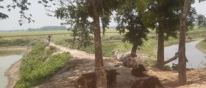 ভায়না নদী দখল করে মাছের ঘের নির্মাণের দৃশ্য