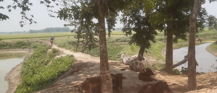 ভায়না নদী দখল করে মাছের ঘের নির্মাণের দৃশ্য