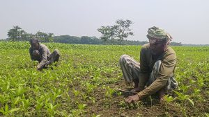পাটখেতে পোকার আক্রমণ: ঝুঁকিতে ফলন