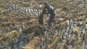 চৌগাছায় বৃষ্টিতে ভেজা পাকা বোরো ধানক্ষেতের দৃশ্য