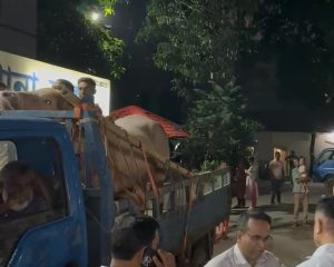 জাতীয় চিড়িয়াখানার পথে অ্যালবিনো মহিষ ‘ডনাল্ড ট্রাম্প