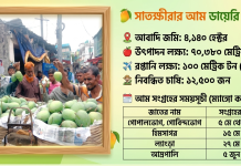 সব আগে সাতক্ষীরার আম: উৎসবের আমেজে শুরু হলো মৌসুম সাতক্ষীরায় আম পাড়া উৎসবে বাগান থেকে আম সংগ্রহ করছেন চাষিরা