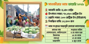 সাতক্ষীরায় আম পাড়া উৎসবে বাগান থেকে আম সংগ্রহ করছেন চাষিরা