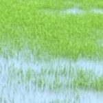 জলমগ্ন ক্ষেত
