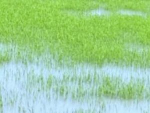 বৃষ্টিতে জলাবদ্ধ সবজি ক্ষত