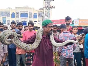মোরেলগঞ্জে বুছনা জালে আটকা