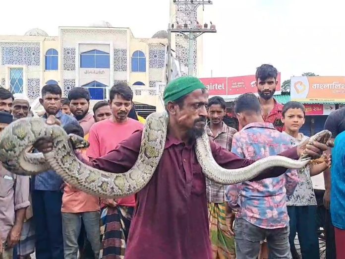 মোরেলগঞ্জে বুছনা জালে আটকা