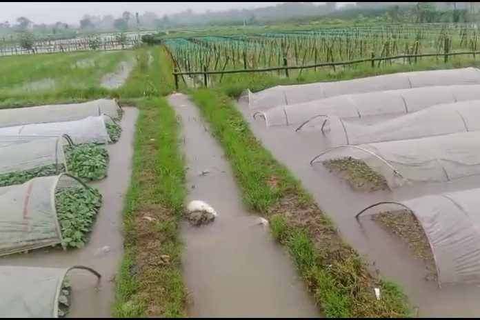 যশোরে টানা বৃষ্টিতে পানির নিচে ১৬২২ হেক্টর ফসলি জমি