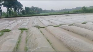 যশোরে টানা বৃষ্টিতে পানির নিচে ১৬২২ হেক্টর ফসলি জমি
