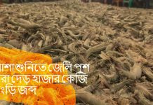 আশাশুনিতে র্যাবের অভিযানে জেলি পুশ করা দেড় হাজার কেজি চিংড়ি জব্দ