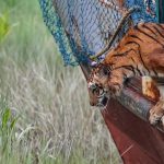 sundarbans-royal-bengal-tiger-released1