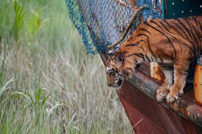 চিকিৎসা শেষে সুন্দরবনে অবমুক্ত রয়েল বেঙ্গল টাইগার