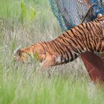 sundarbans-royal-bengal-tiger-released2