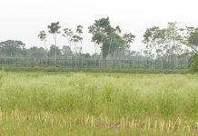 মহেশপুর সীমান্তে বিএসএফের রাবার বুলেটে বাংলাদেশি যুবক আহত, ঢাকায় চিকিৎসাধীন মহেশপুর সীমান্তে বিএসএফের গুলি