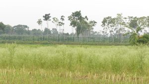 মহেশপুর সীমান্তে বিএসএফের গুলি