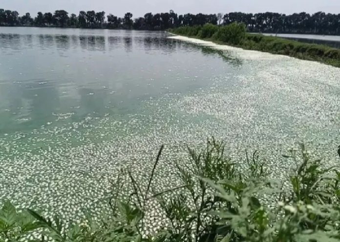 শার্শার মাছের মড়ক নিয়ে তদন্ত প্রতিবেদন