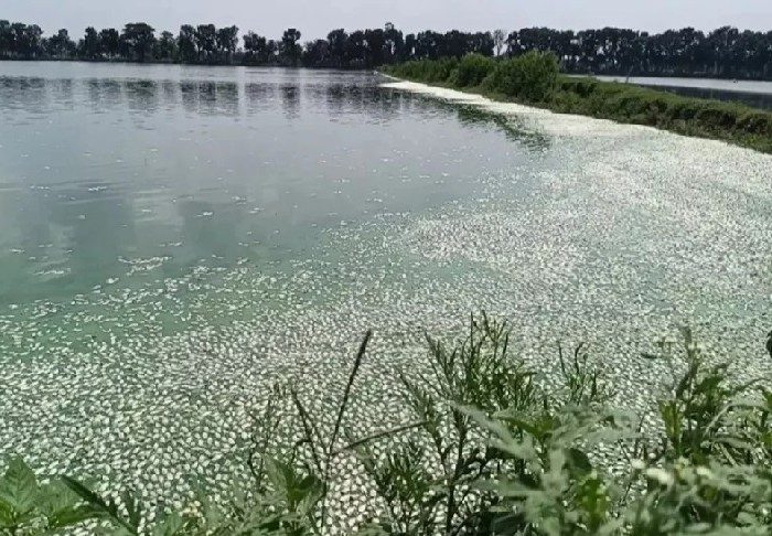 শার্শার মাছের মড়ক নিয়ে তদন্ত প্রতিবেদন
