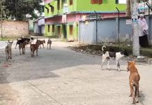 শার্শা-বেনাপোলে কুকুরের কামড়ে দুই মাসে আহত ৭৫০, আতঙ্ক এলাকায় শার্শা-বেনাপোলে কুকুরের কামড়ে ৭৫০ আহত
